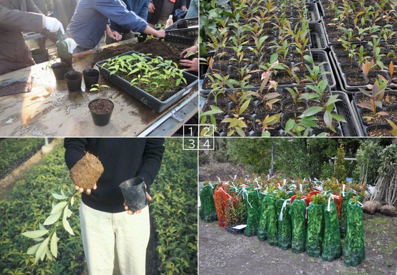 trồng cây con trồng cây con